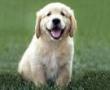 Dogs