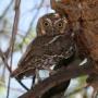 Smallest Owl in the world is found in South West America and Mexico and ELF OWL is its name