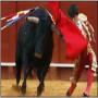 Spain ma bull fighting pr pabandi lga di gai