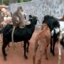 Sheep herding monkeys possess extraordinary abilities
