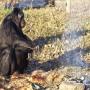 US  monkey fire burnt like humans all surprised