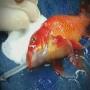Strange Operation of a Gold Fish