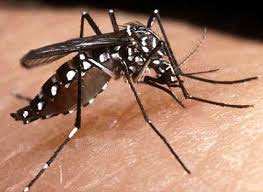 302 Dengue Patients During The Decade Months