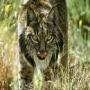 Iberian Lynx Also called Jungle Cat  found in Portugal and Spain Forest is on the edge of extinction