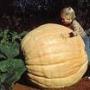 Biggest and the Most weighted Pumpkin was grown by Ron Wallace of America