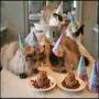 Cats celebrate birthday like humans
