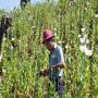 myamar also called burma is worlds second most opium producer