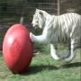 U.S. White Tiger is the favorite pastime play Foot ball