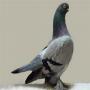 Those looking for pigeons in Germany 10 thousand Euro prize