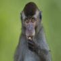 In India, childless couple have named their property to monkey