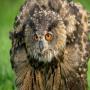 Residential fear for Owls attack in holland