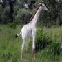 White Giraffe