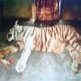 Cobra kill leopard in INDIAN ZOO