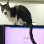 Japanese company leave cats in the office