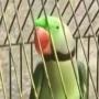 After Pigeon Story - ATerrorist Parrot arrested in India