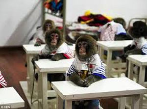 Great News - First Ever School Opened For Monkeys In China