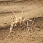 Discover a strange variety of spiders