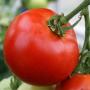 tamatar say tyaar karda dawa