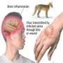 One injection will be enough for life time incase of rabies virus which is spread by mad dog bite