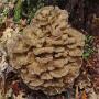 cure of cancer disease with a special type of fungus called maitake