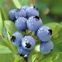 blueberry juice is very effective in increasing memory