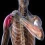Pain in shoulders during sleeping important tips to avoid it