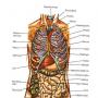 a medicine created for cure of Liver and Lungs cancer