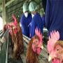 Bird flue ki ashaat khatarnak
