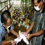 Bird flu tehkeek almi idara e sehet ki tashweesh