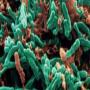 Cureless Tuberculosis or TB disease found in India