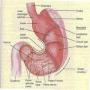 How your stomach work