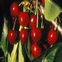 Eat cherry fruit if you can not sleep