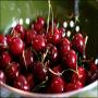 Joro k Dard Me Cherry Ka Istmal Mufeed Hai AMERICI MAHREEN