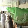 Punjab Me Dengue Ka Marz Tezi Se Phelne Laga