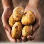 Potato prevents heart disease