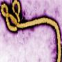 Ebola outbreak will end in 2015