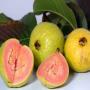 Charismatic benefits of guava