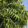 The benefits of neem