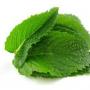 The benefits of mint