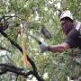 Benefits climb trees