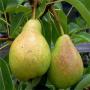 For those who want to lose weight in the diet Add pears