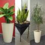 Indoor decorative plants