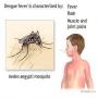 Introduction Symptoms and Cure of Dengue Fever