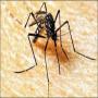 Karachi: Ten cases of dengue fever reported