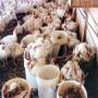 The arrival of the birds spread bird flu virus in chickens In Siberia