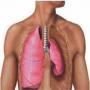 Conservation of lung diseases