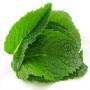 The use of mint is very useful for health
