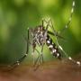 Simple measures to prevent dengue fever