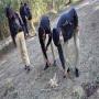M I k ahelkaron ka qatal 3 afraad zair e hirasat