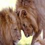 shear qaleen aur shear guraan